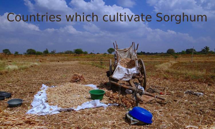 Countries which cultivate Sorghum