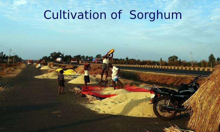 Cultivation of Sorghum