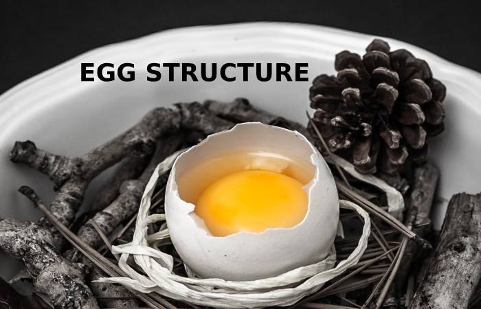 Egg Structure