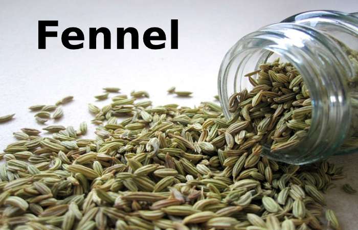 Fennel