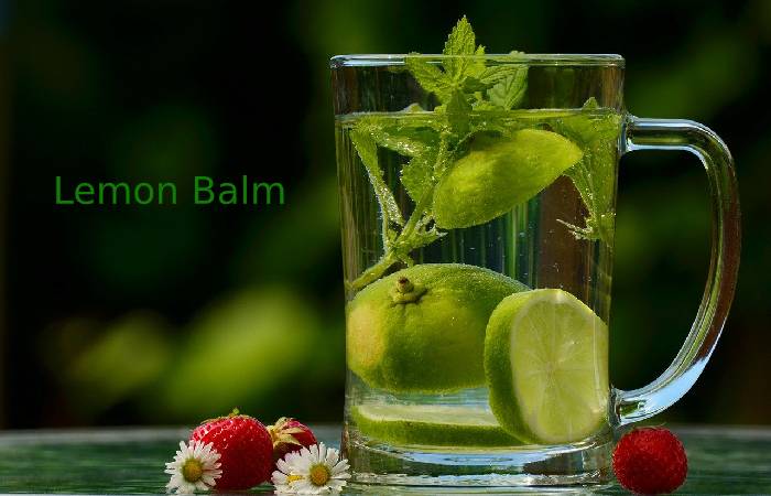 Lemon balm