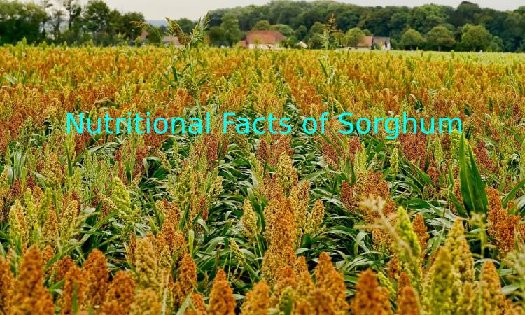 Nutritional Facts of Sorghum