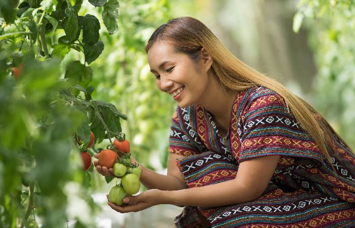 Tomatoes