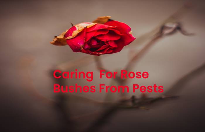 Caring  for Rose Bushes from Pests