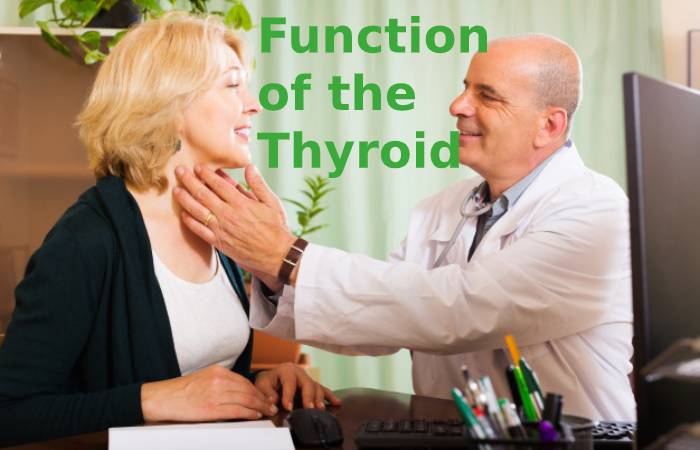 Function of the Thyroid