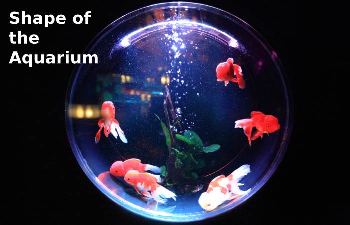 Shape of aquarium
