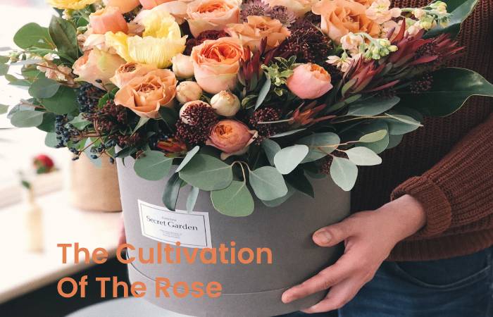 The Cultivation of the Rose