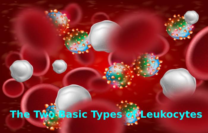 The Two Basic Types of Leukocytes are