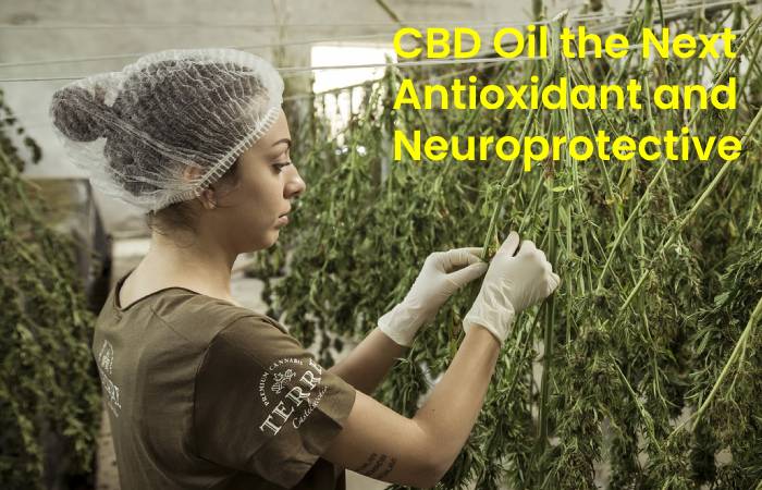 CBD Oil the Next Antioxidant and Neuroprotective