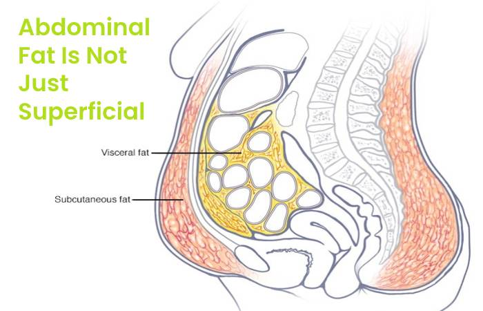 abdominal fat is not just superficial