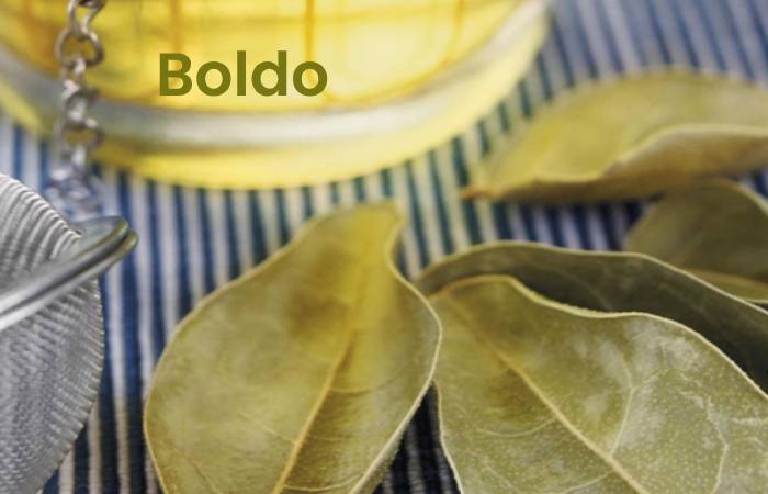 boldo