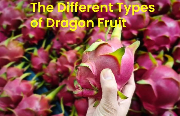 The Different Types of Dragon Fruit Plant